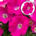 Bild von Petunia P12 Neon pink